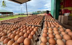 Farm fresh eggs