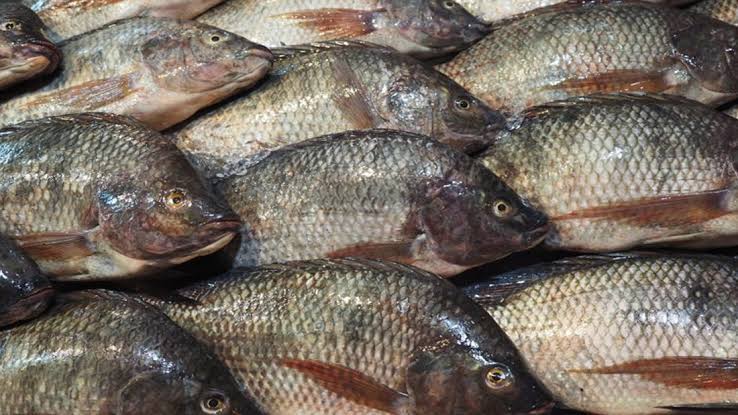 Fresh fish supply