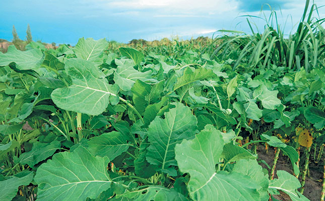 Fresh organic vegetables